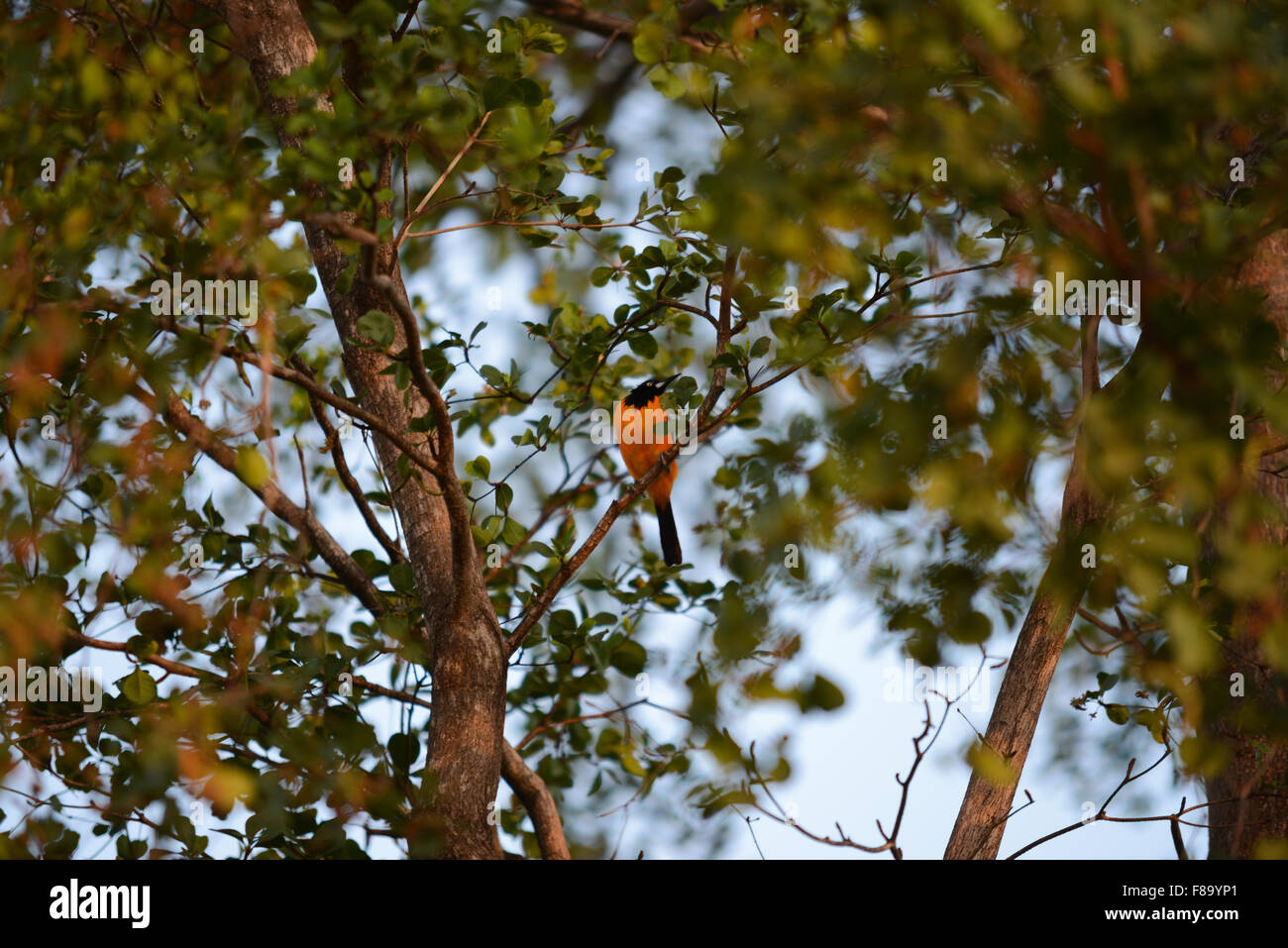 Ein Troupial (Ikterus Ictrerus) Vogel ursprünglich natürliche Venezuela finden Sie auch in der Karibik. Juana Diaz, Puerto Rico. Stockfoto