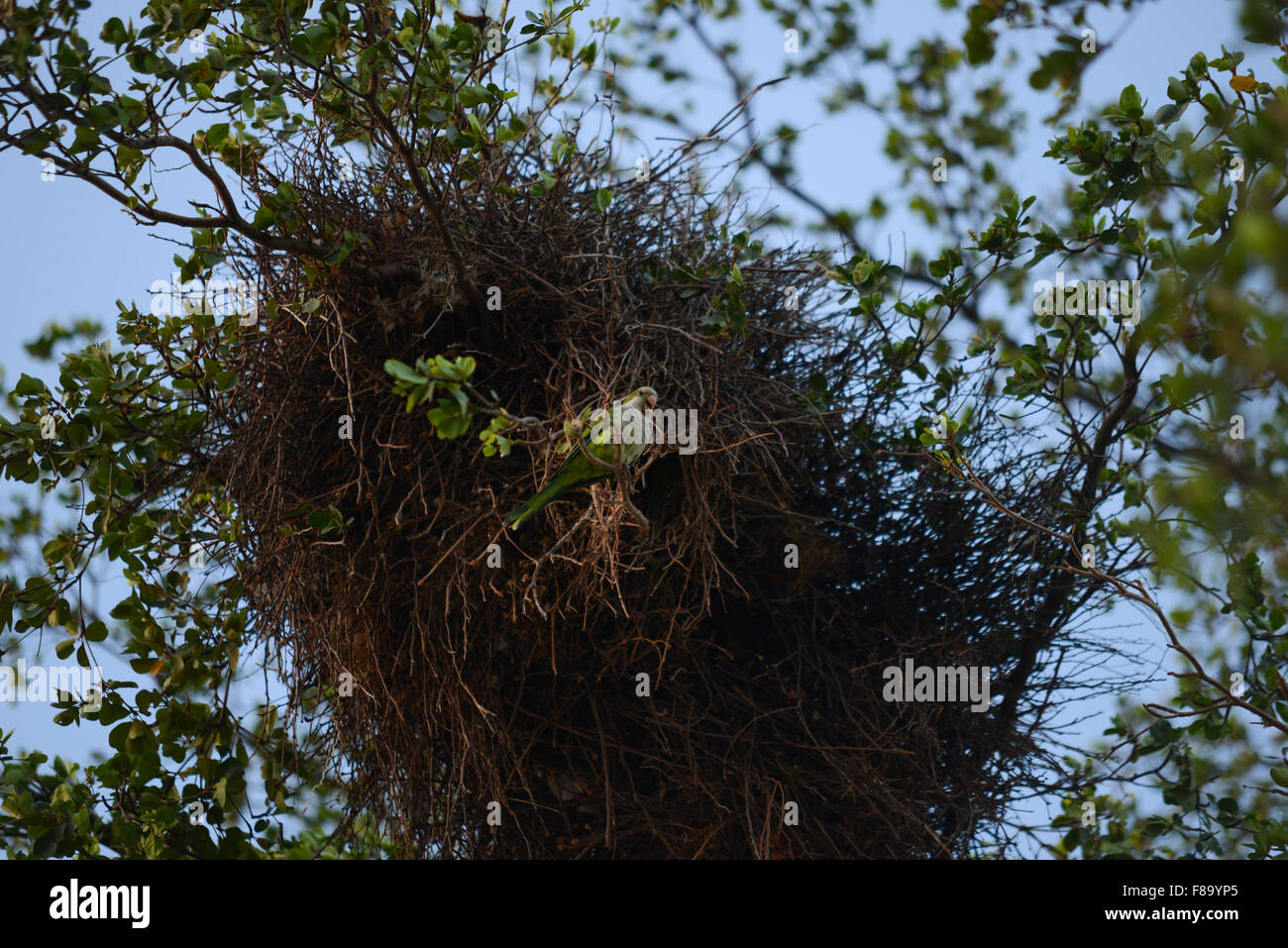 Eine wilde Quäker Papagei - Myiopsitta Monachus - in der Nähe von seinem Nest. Juana Diaz, Puerto Rico. Karibik-Insel. Territorium der USA. Stockfoto