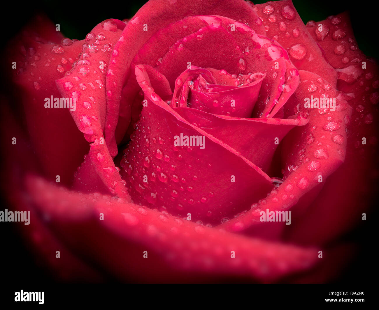Nahaufnahme von roten Rose (Ingrid Bergman Hybrid) nach Regenschauer. Portland Rose Test Garden. Portland, Oregon Stockfoto