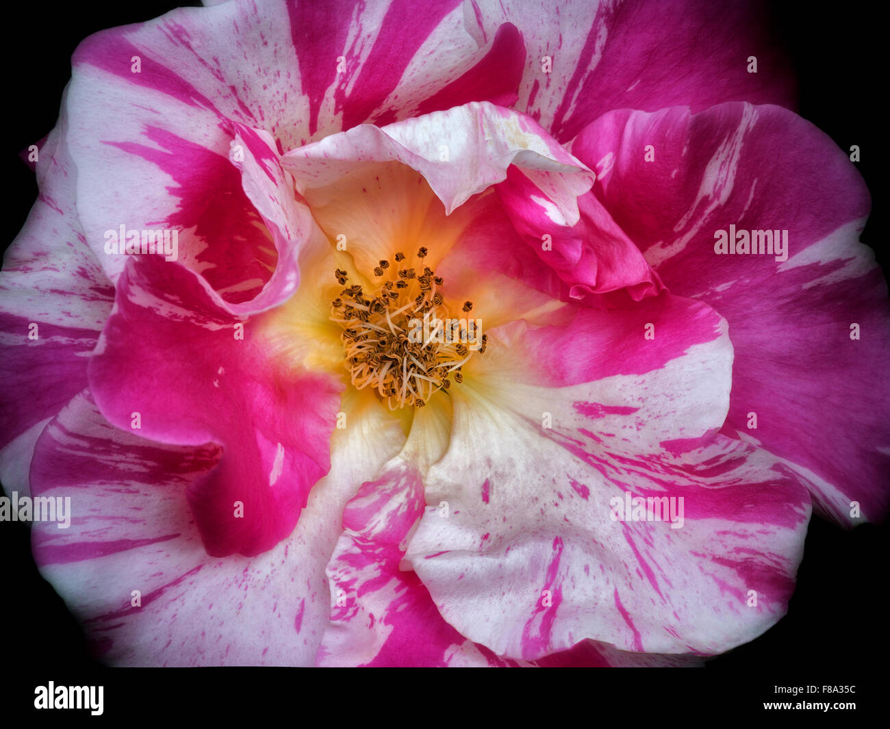 Nahaufnahme der Rose (Fourth Of July). Portland Rose Test Gardens. Portland, Oregon Stockfoto