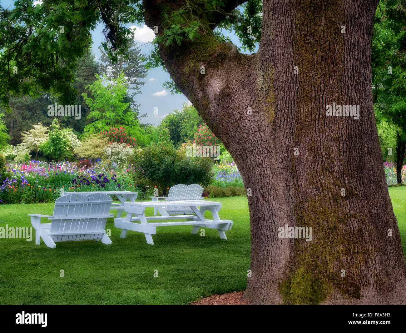 Picknick-Bereich mit Tischen und Stühlen und großen Eiche. Schrieners Iris Gardens. Oregon Stockfoto