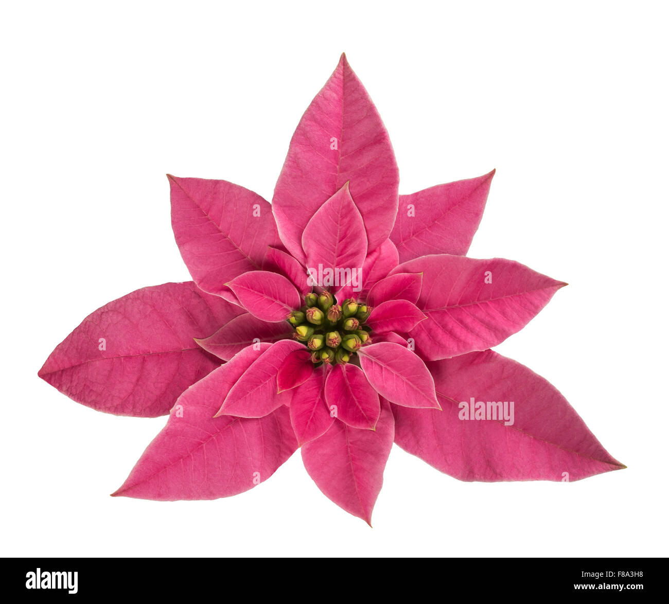 Weihnachtsstern Blume isoliert auf weißem Hintergrund Stockfoto