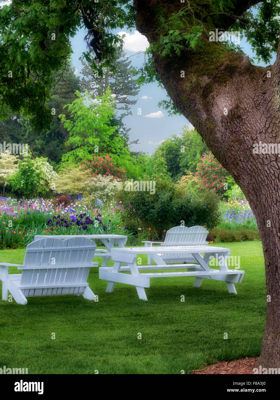 Picknick-Bereich mit Tischen und Stühlen und großen Eiche. Schrieners Iris Gardens. Oregon Stockfoto