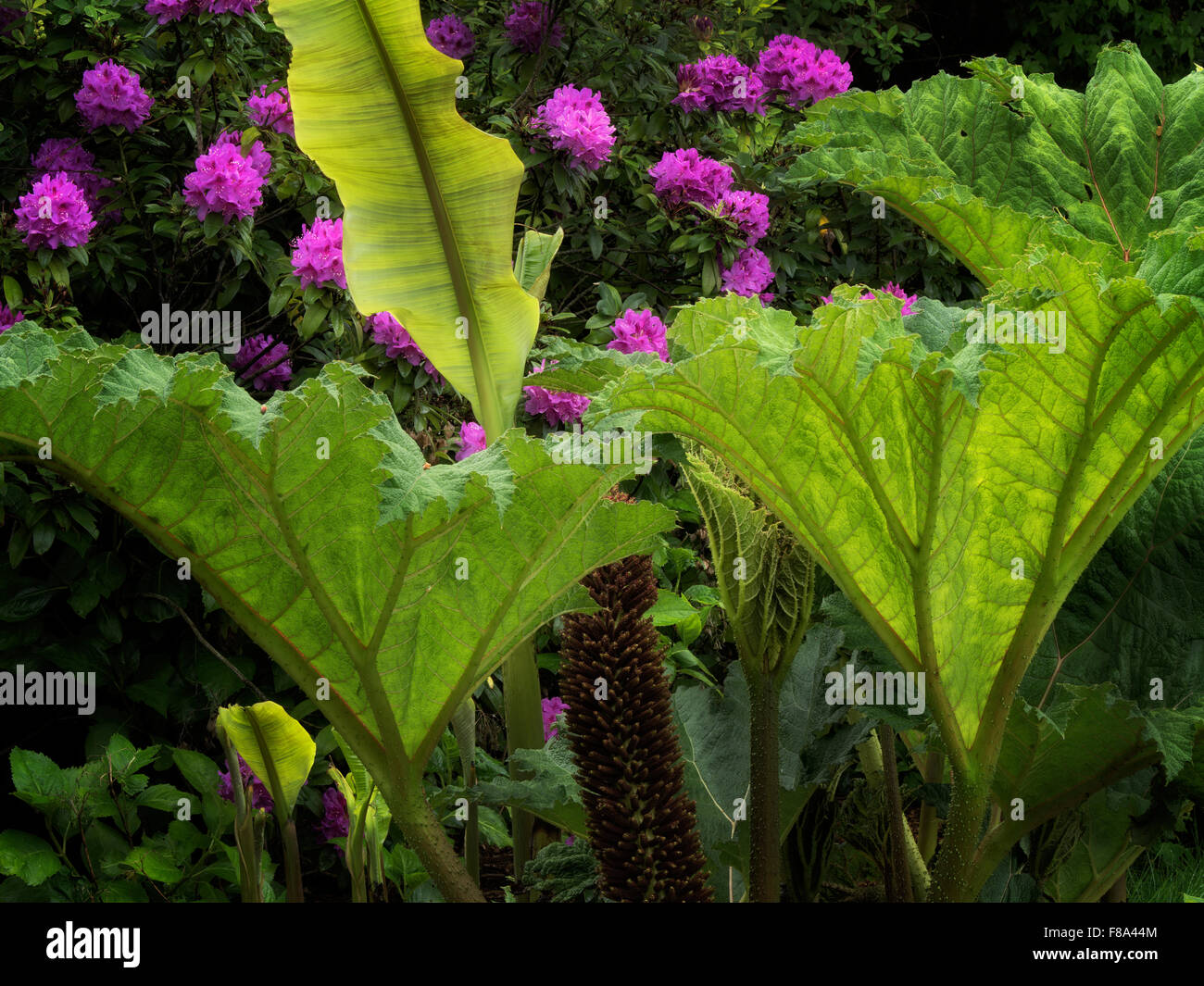 Elefanten-Ohr Tropenpflanze und Rhododendren. Schrieners Iris Gardens. Oregon Stockfoto