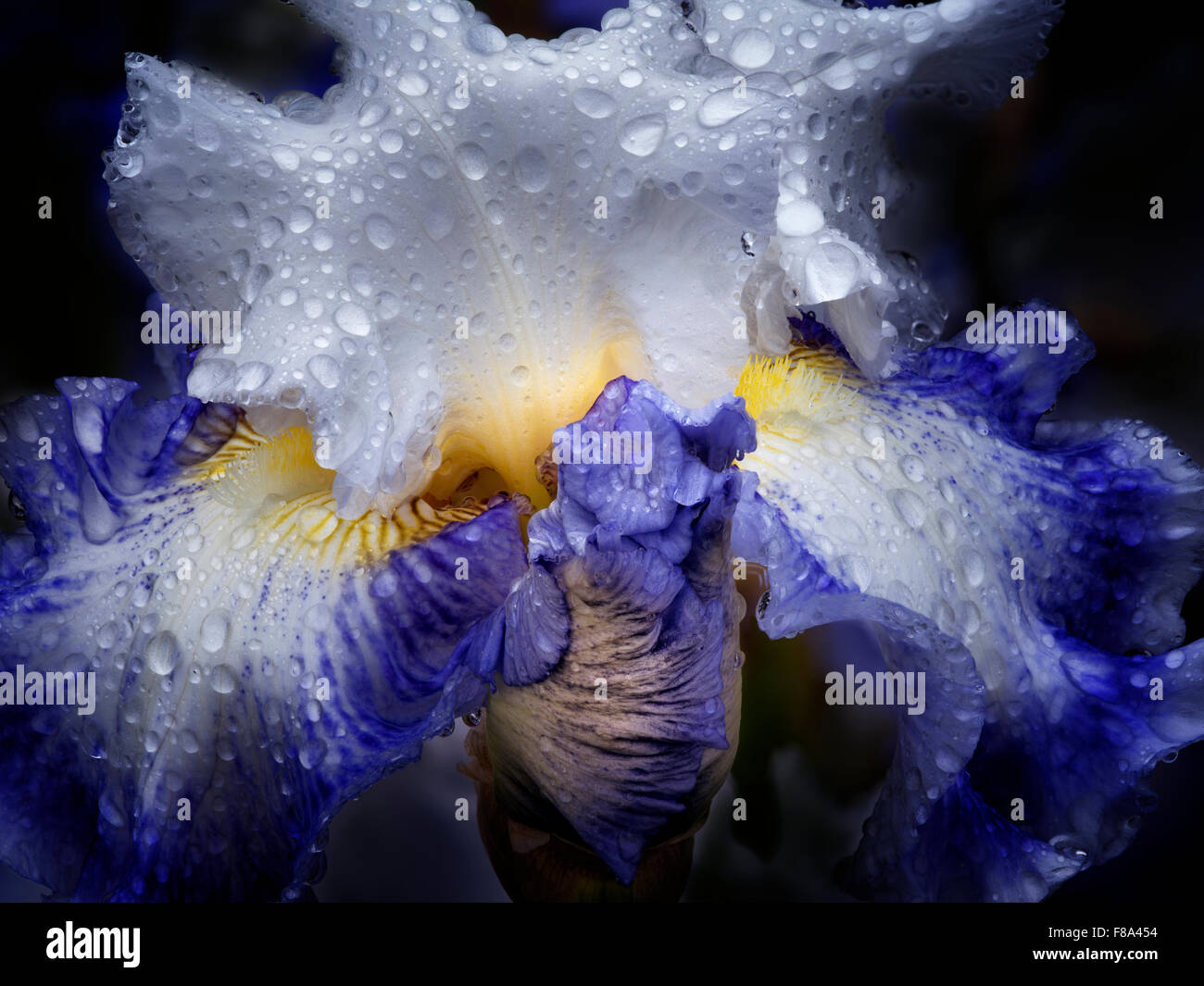 Nahaufnahme des blauen Parfait Iris mit Regentropfen. Schrieners Iris Gardens. Oregon Stockfoto