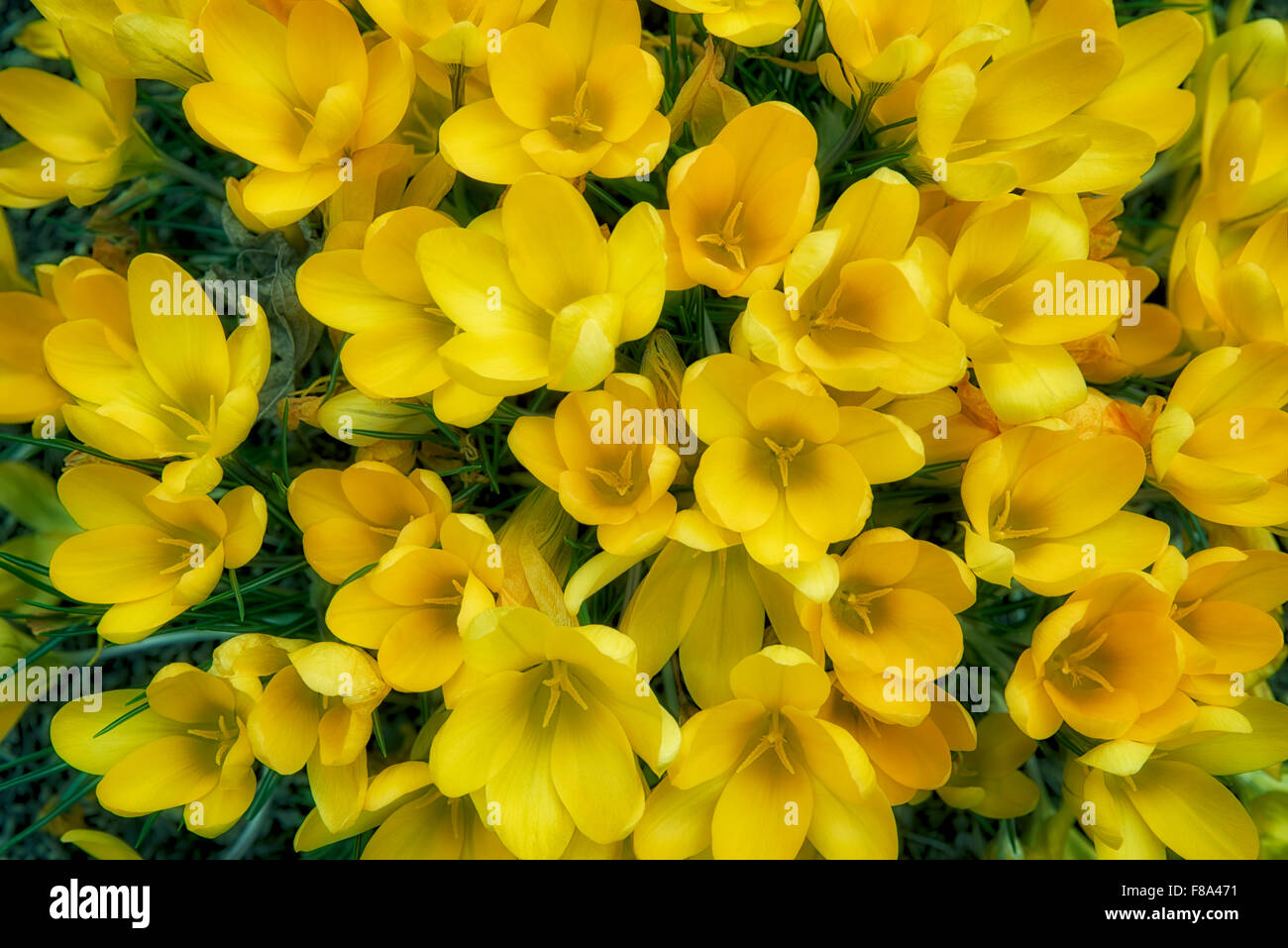 Nahaufnahme des gelben Krokusblüten. Oregon Stockfoto