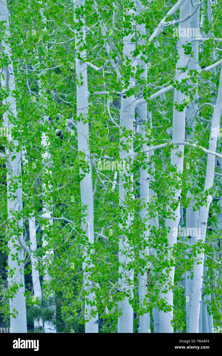 Espe Bäume mit neuer Frühling Wachstum. Bryce National Park, Utah Stockfoto