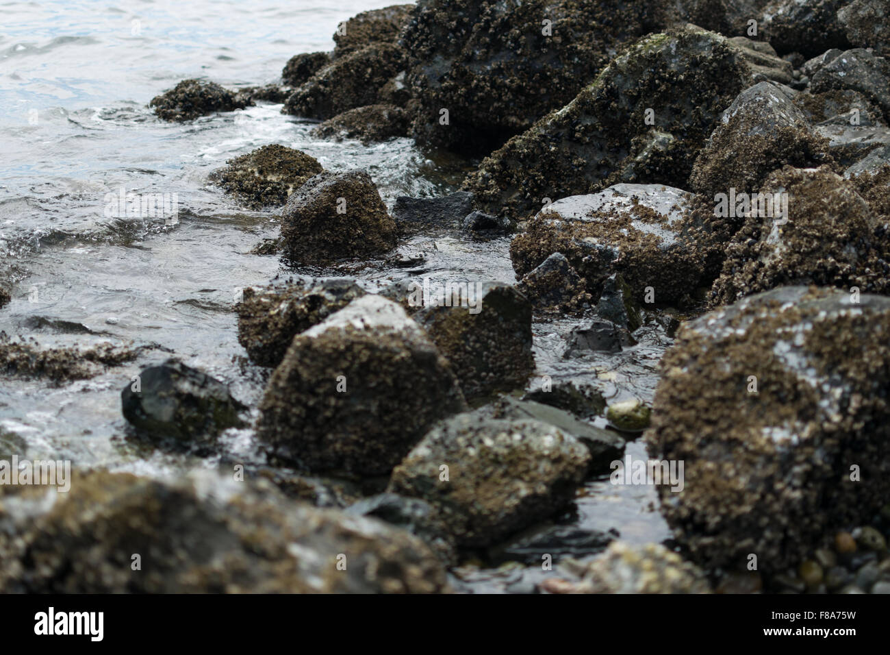 Barnacle bedeckt Steinen am Ufer. Stockfoto