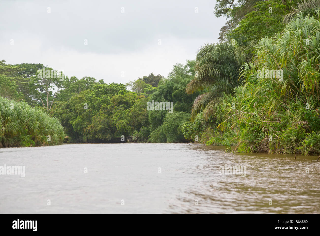 Fluss im Regenwald von Costa Rica Stockfoto