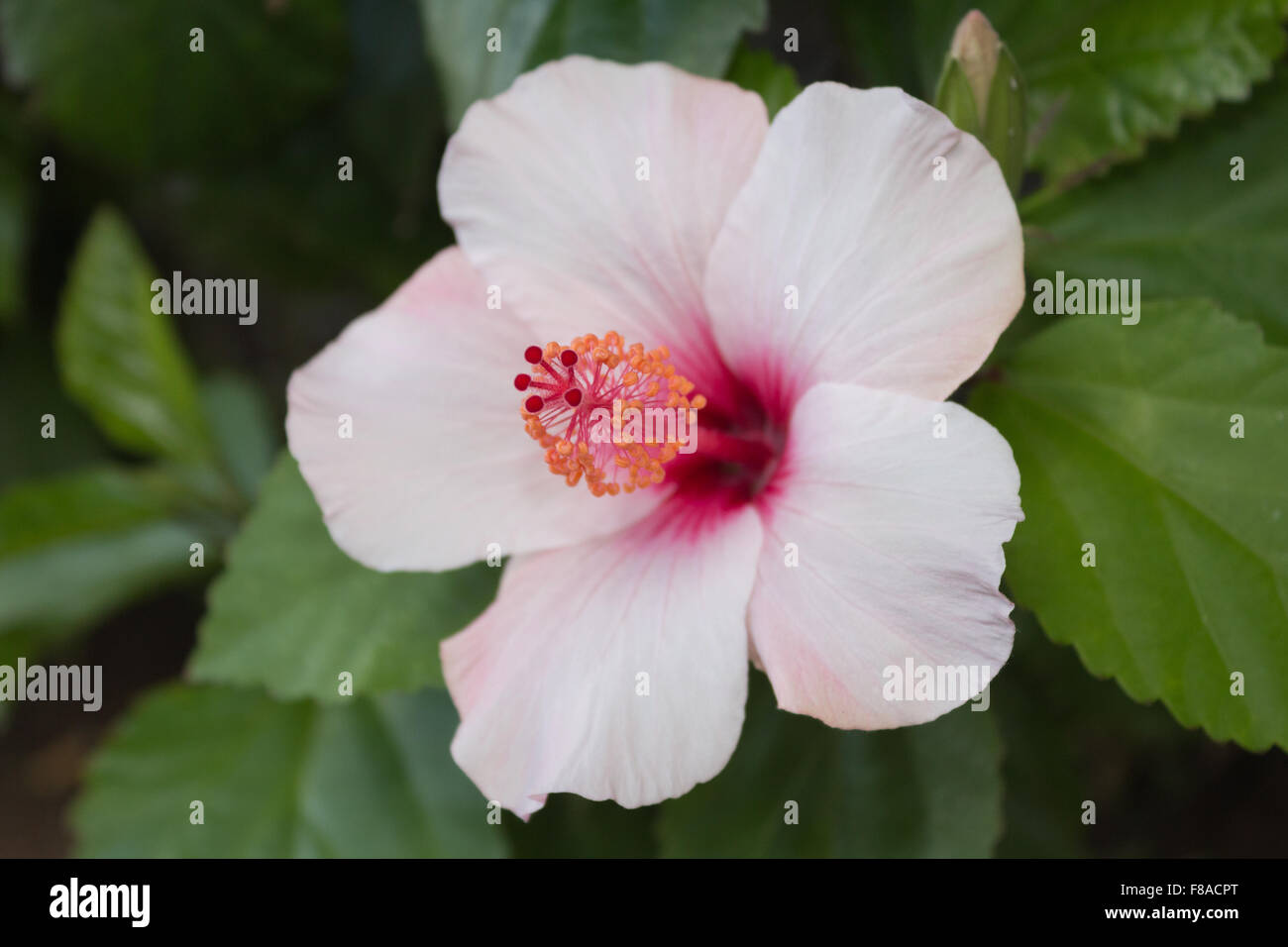 Hibiskus Blume Closeup - Hibiskus Blüte Makro Stockfoto