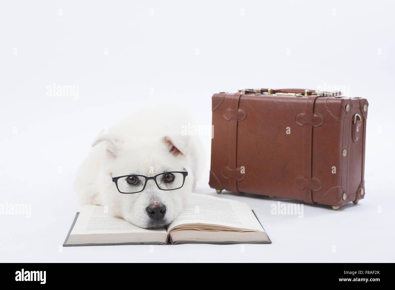 Weißer Hund eine Brille und liegend auf ein aufgeschlagenes Buch neben Koffer Stockfoto