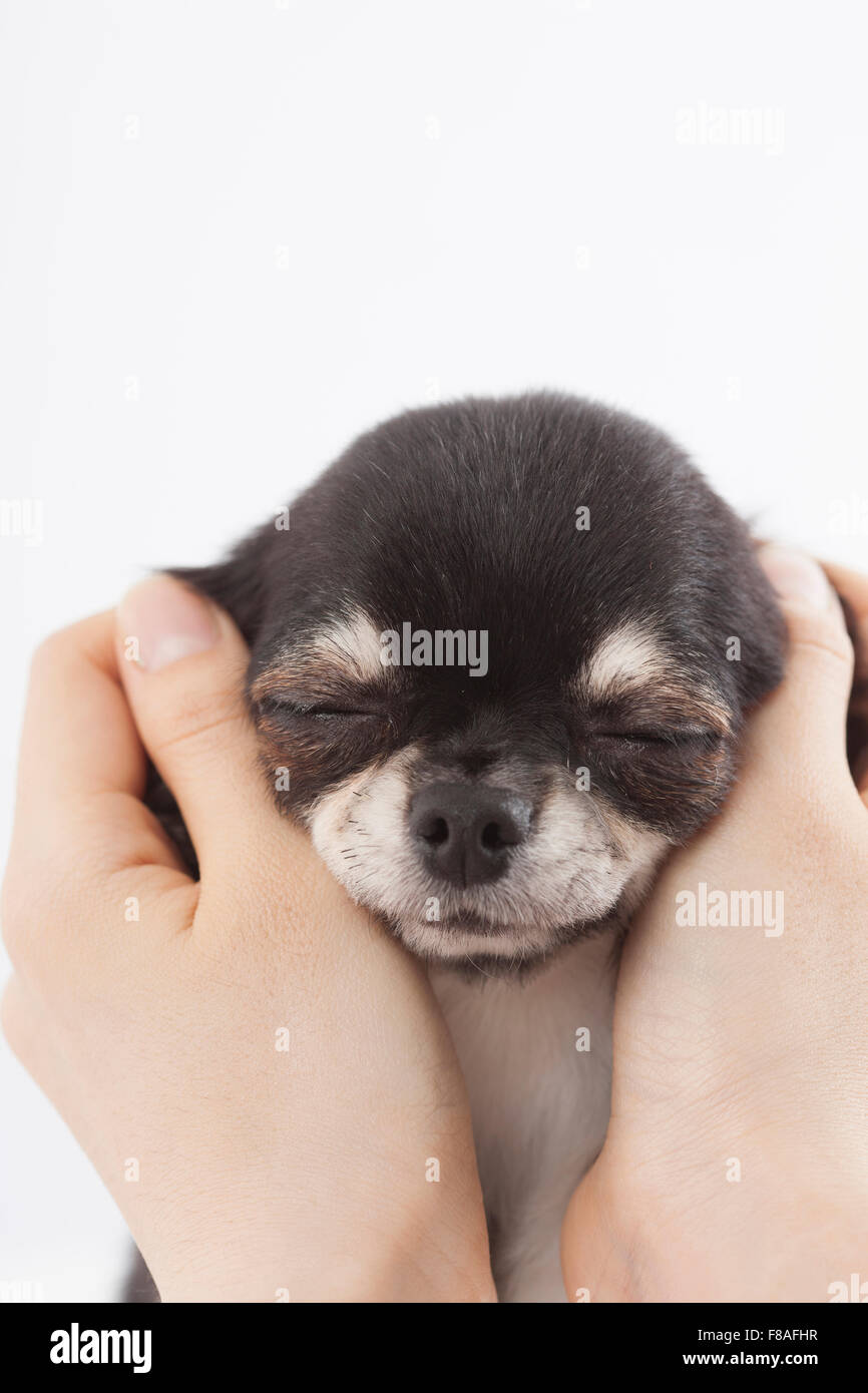 Schwarze Chihuahua mit geschlossenen Augen durch Hände schalenförmig Stockfoto