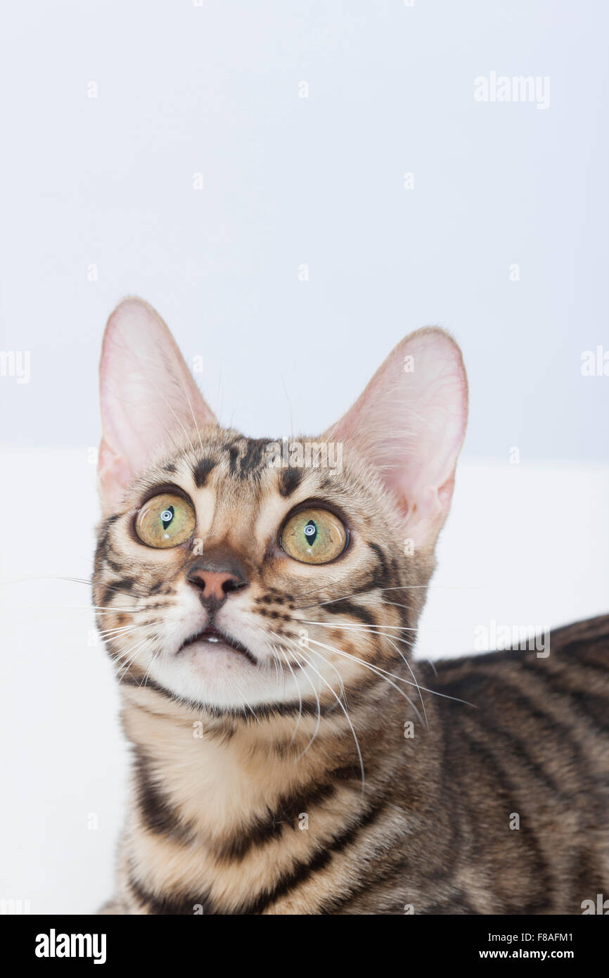 Gesicht der Bengal-Katze nachschlagen Stockfoto