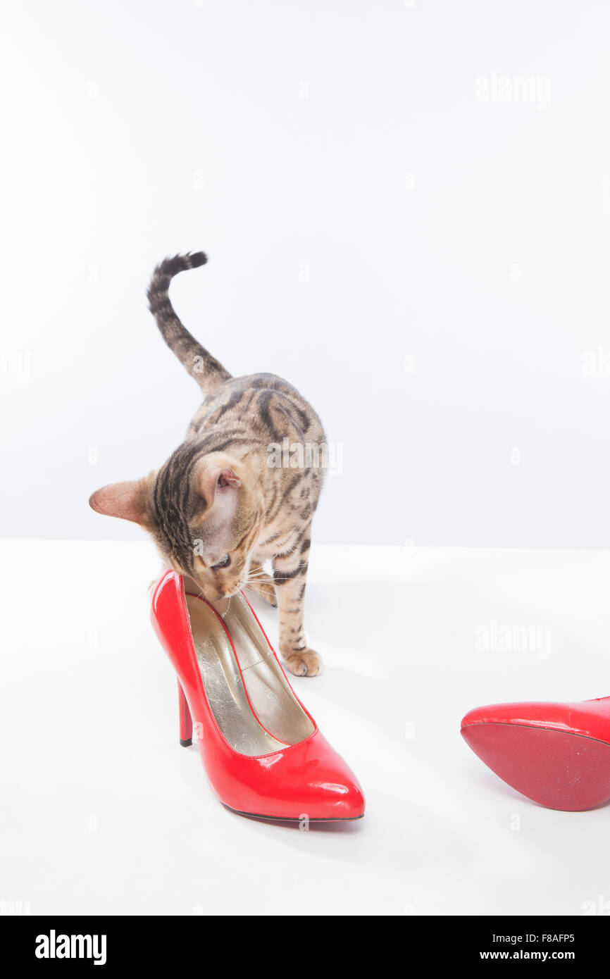 Bengal-Katze Blick auf roten high heels Stockfoto