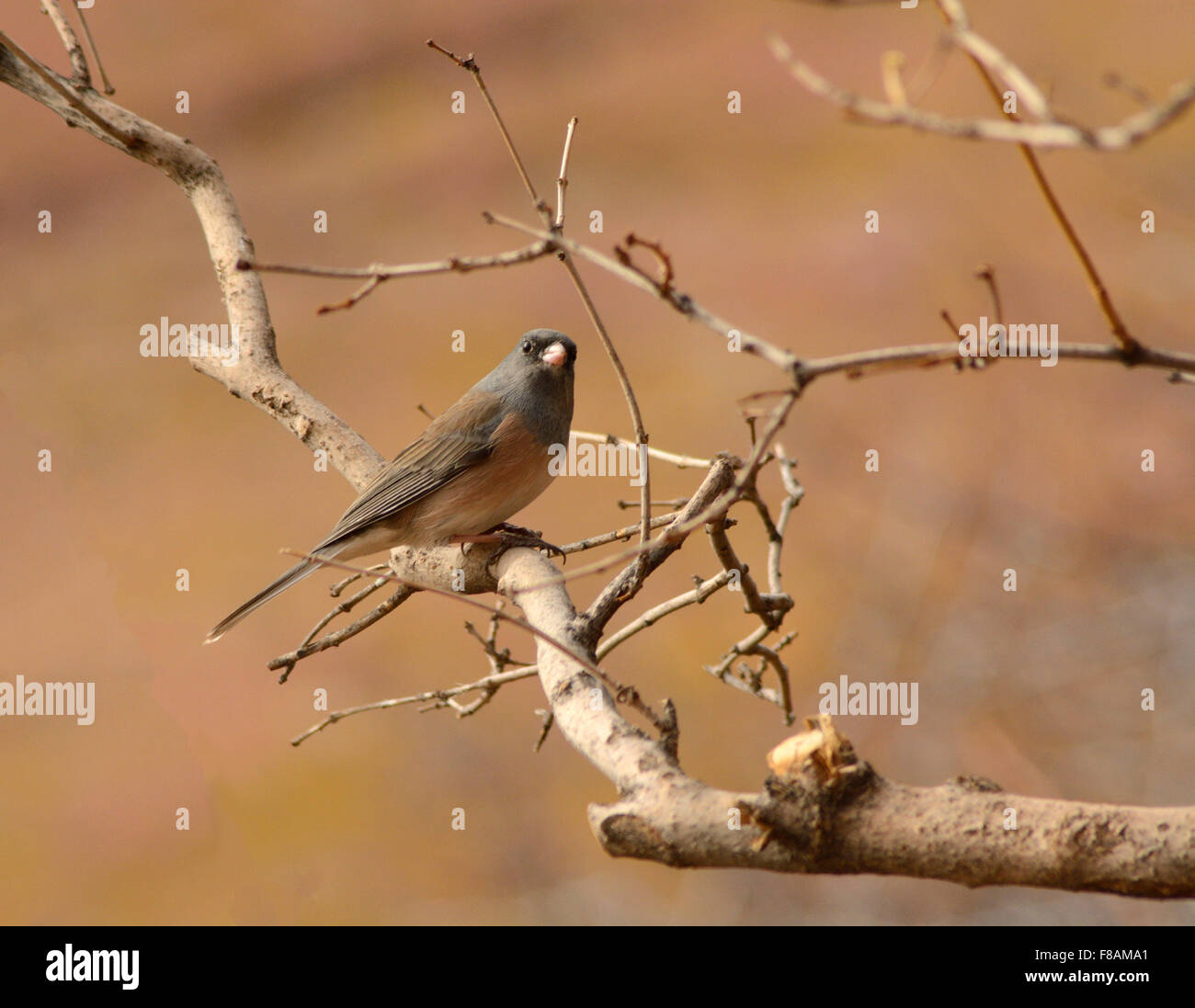 Dunkel-gemustertes Junco (Junco Hyemalis) thront auf Ast Stockfoto