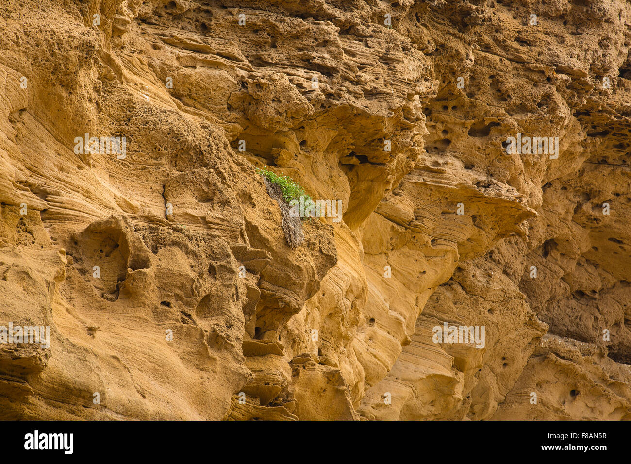 Atlantische Küste von Marokko ist aus Sand und Sandsteinfelsen ausgehöhlt. Stockfoto
