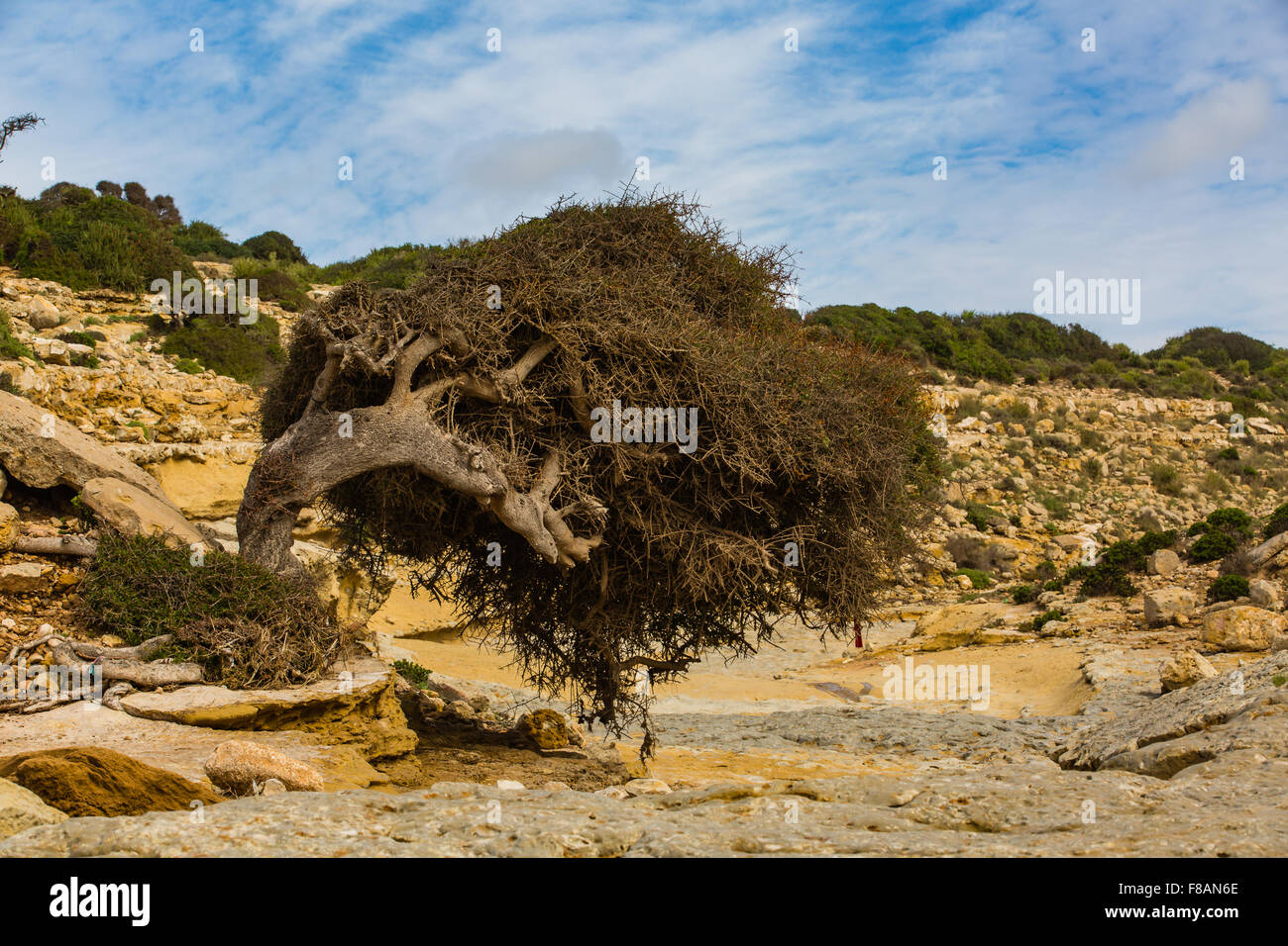 Atlantische Küste von Marokko ist aus Sand und Sandsteinfelsen ausgehöhlt. Stockfoto