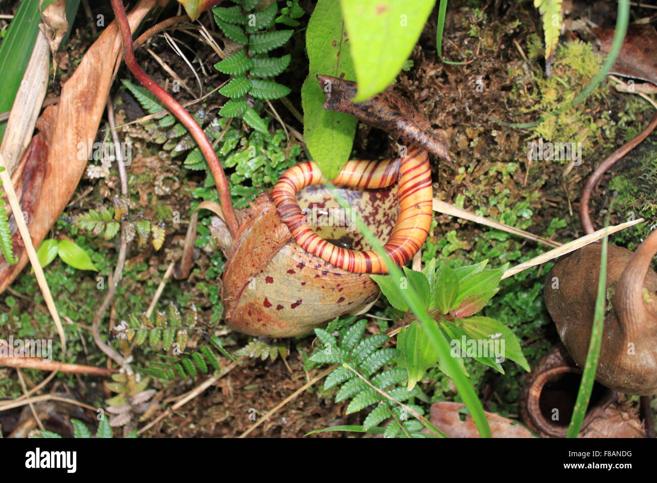 Kannenpflanze (Nepenthes Rajah) Stockfoto