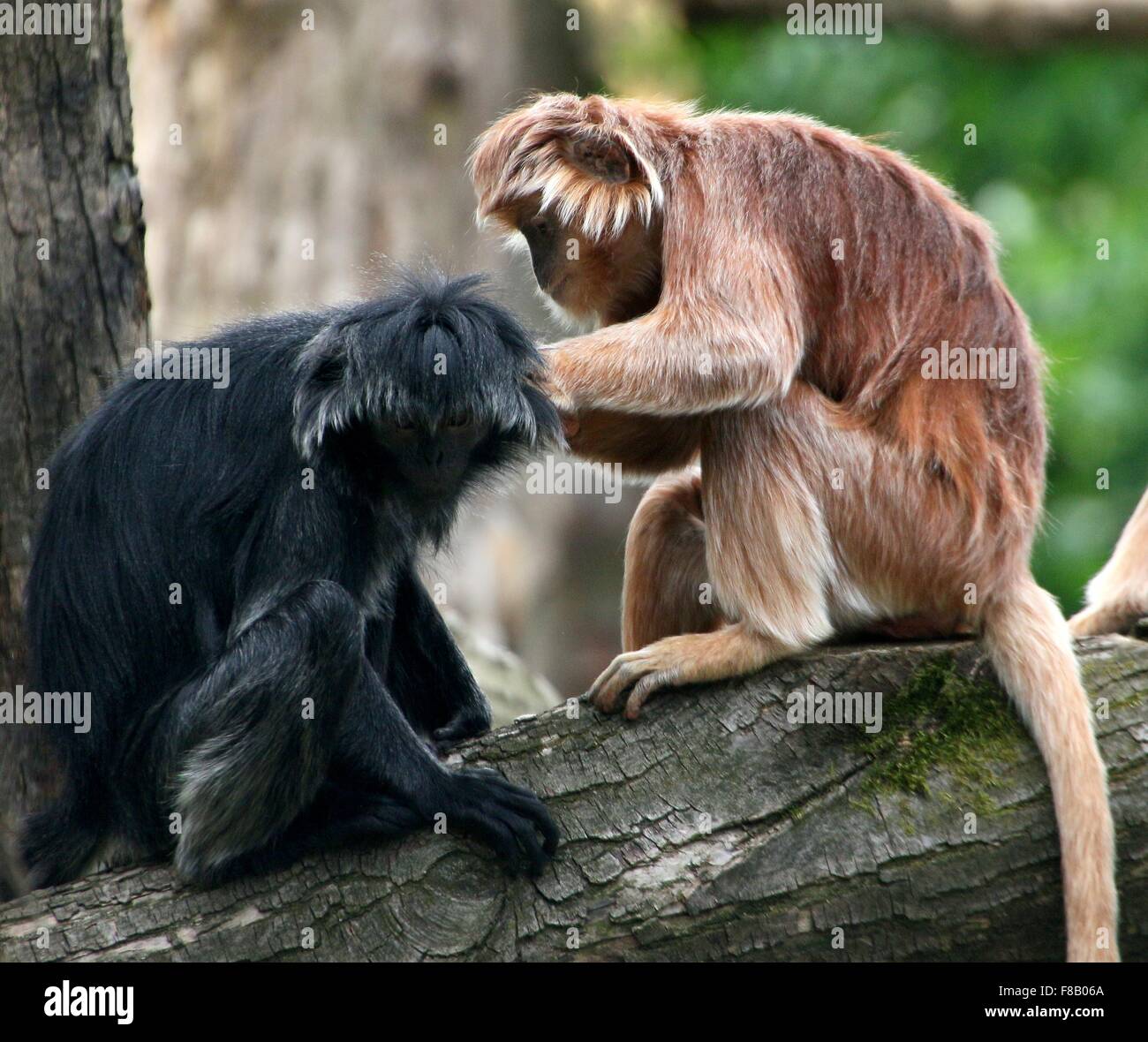 Paar GroomingJavan Languren Affen aka Ebenholz Haubenlanguren (Trachypithecus Auratus), sowohl die schwarzen und goldenen Vielfalt Stockfoto