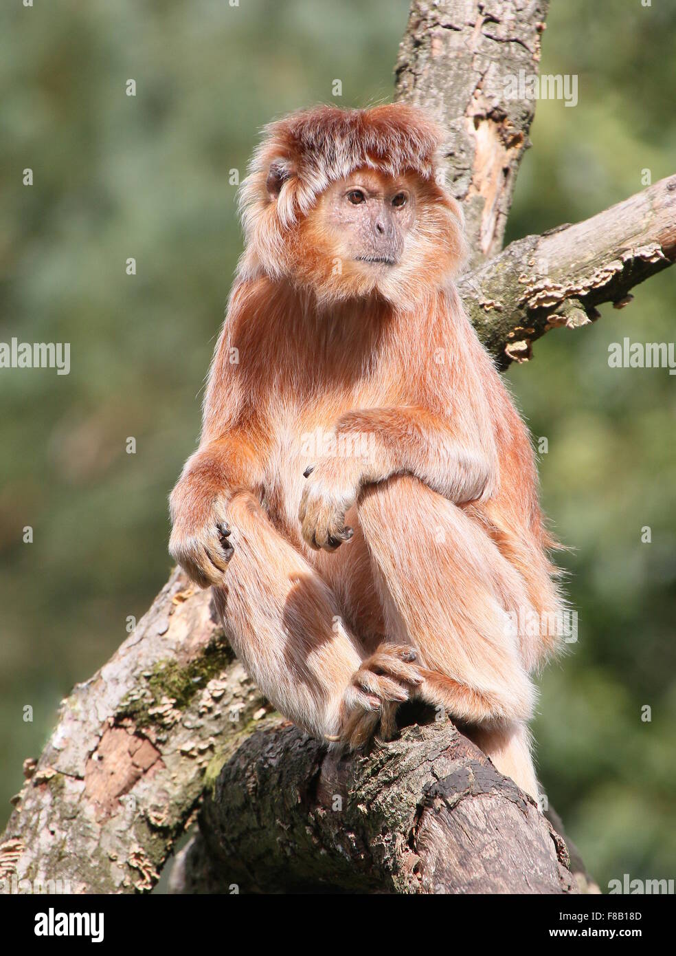 Javan langurs -Fotos und -Bildmaterial in hoher Auflösung – Alamy