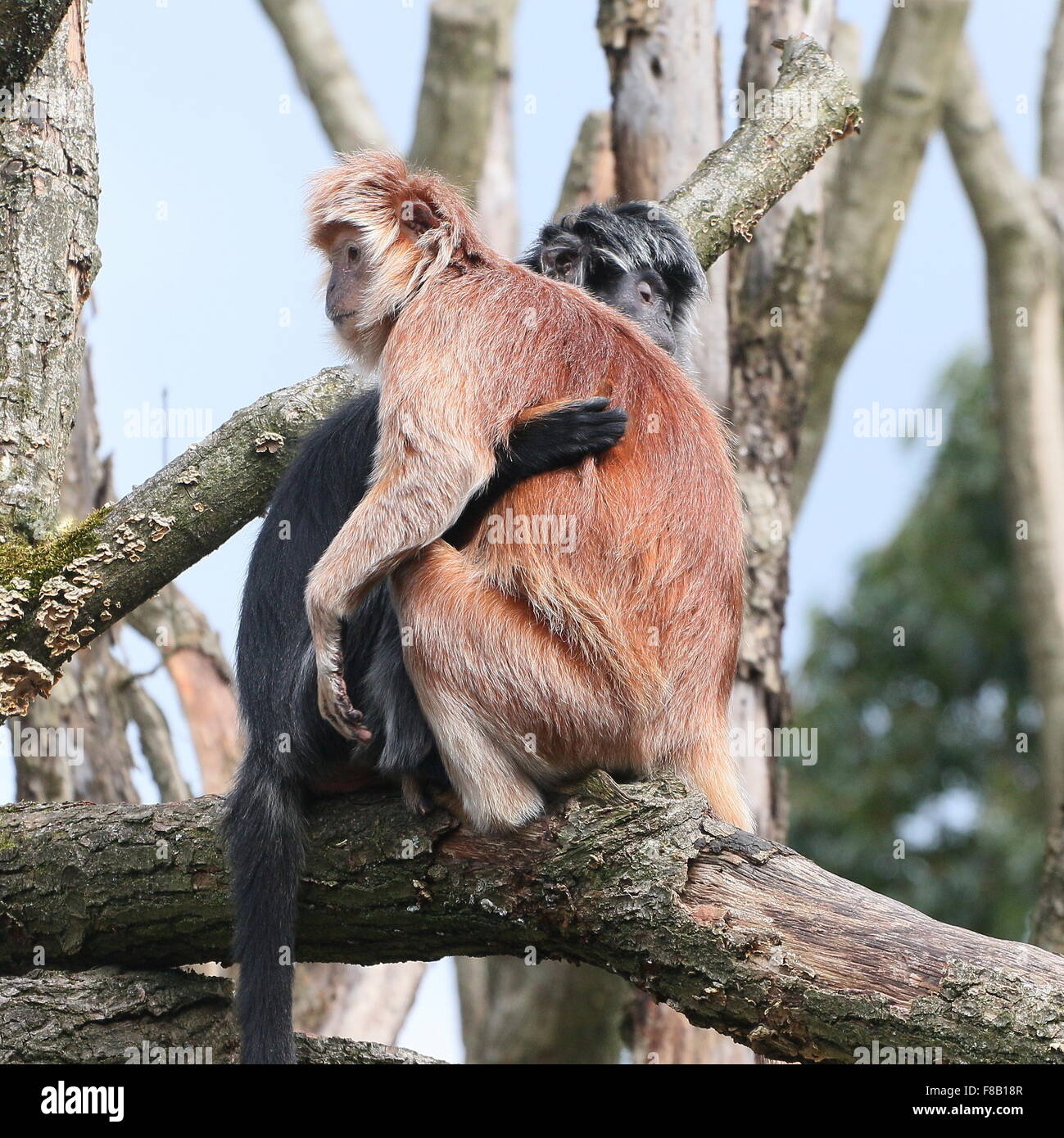 Paar von Javan Languren Affen aka Ebenholz Haubenlanguren (Trachypithecus Auratus), sowohl vielfältige schwarzen und goldenen umarmen einander Stockfoto