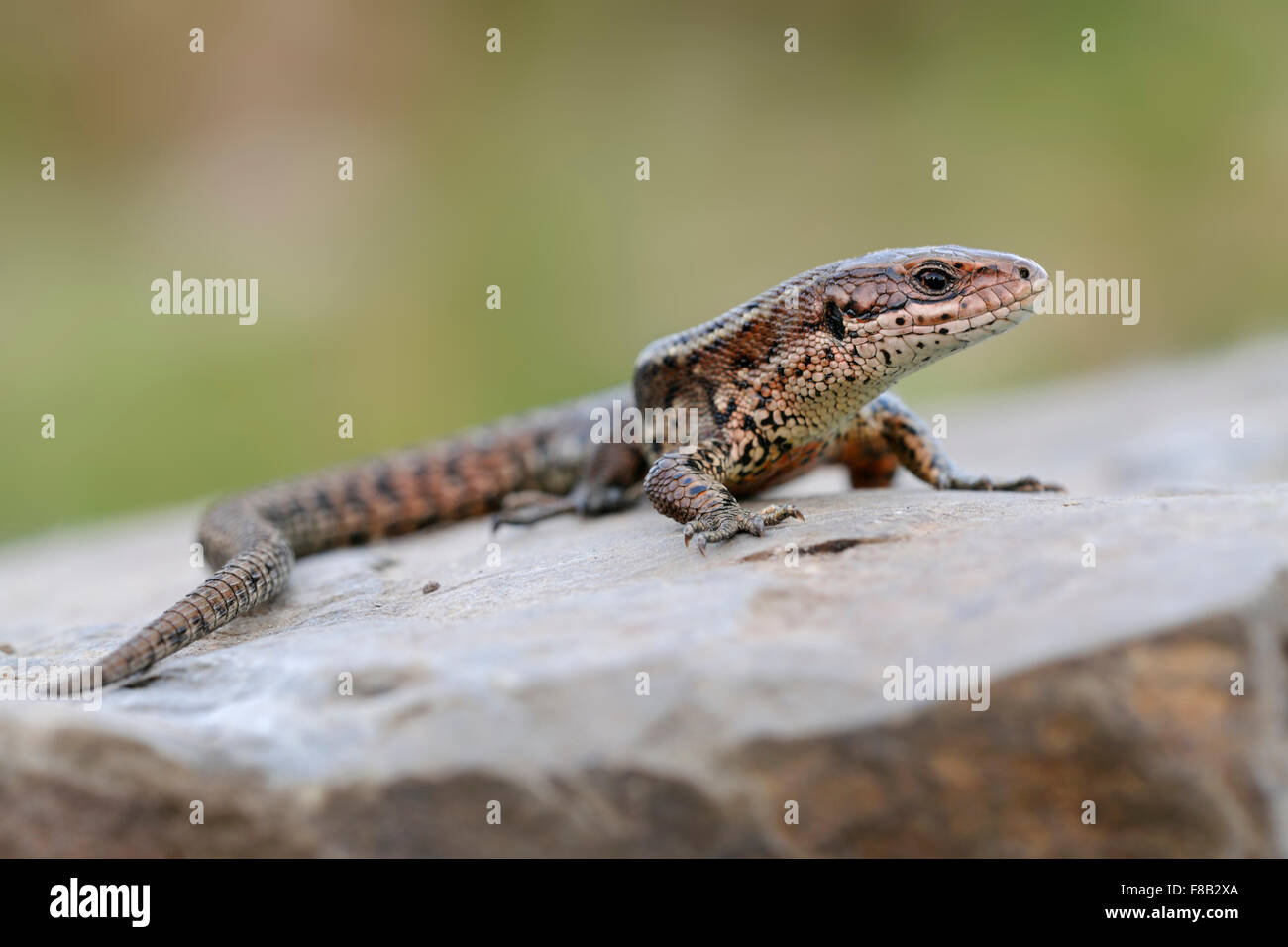 Lebensechse / Waldeidechse ( Zootoca vivipara ) sitzt auf einem Felsen in der Sonne und erwärmt seinen wunderschönen Körper, die Tierwelt, Europa. Stockfoto