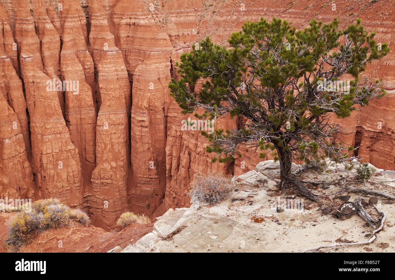 Baum am Canyon Rand, Cathedral Valley, Capitol Reef National Park, Utah, USA Stockfoto