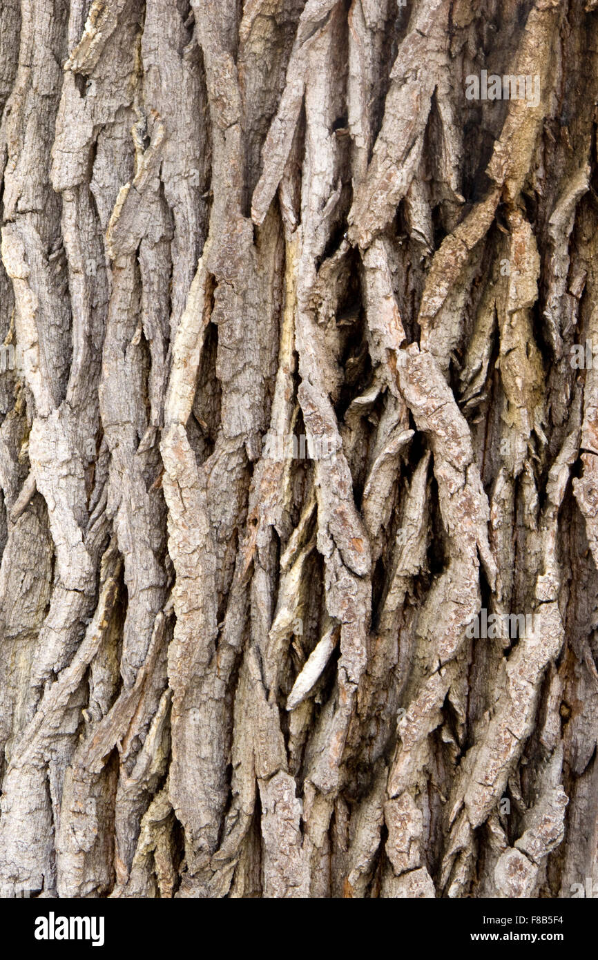 Österreich, Niederösterreich, Laxenburg Bei Wien, Im Schlosspark Stockfoto