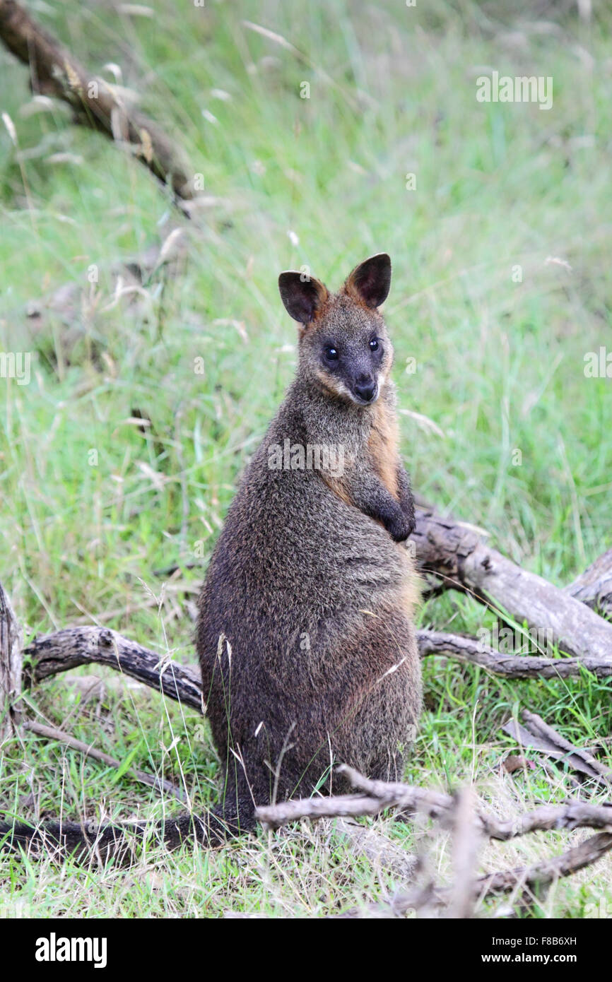 Swamp Wallaby (Wallabia bicolor) sitzt im Busch auf Phillip Island, Victoria, Australien. Stockfoto