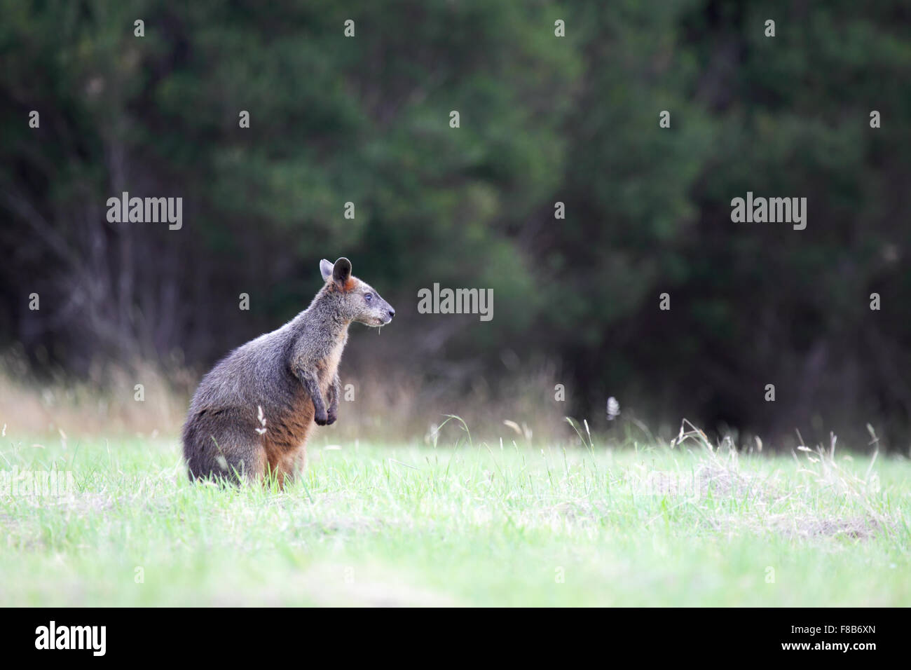 Swamp Wallaby (Wallabia bicolor) sitzt auf einer Wiese auf Phillip Island, Victoria, Australien. Stockfoto