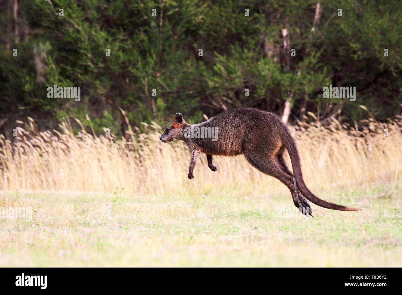 Jumping Swamp Wallaby (Wallabia bicolor) auf Phillip Island, Victoria, Australien. Stockfoto