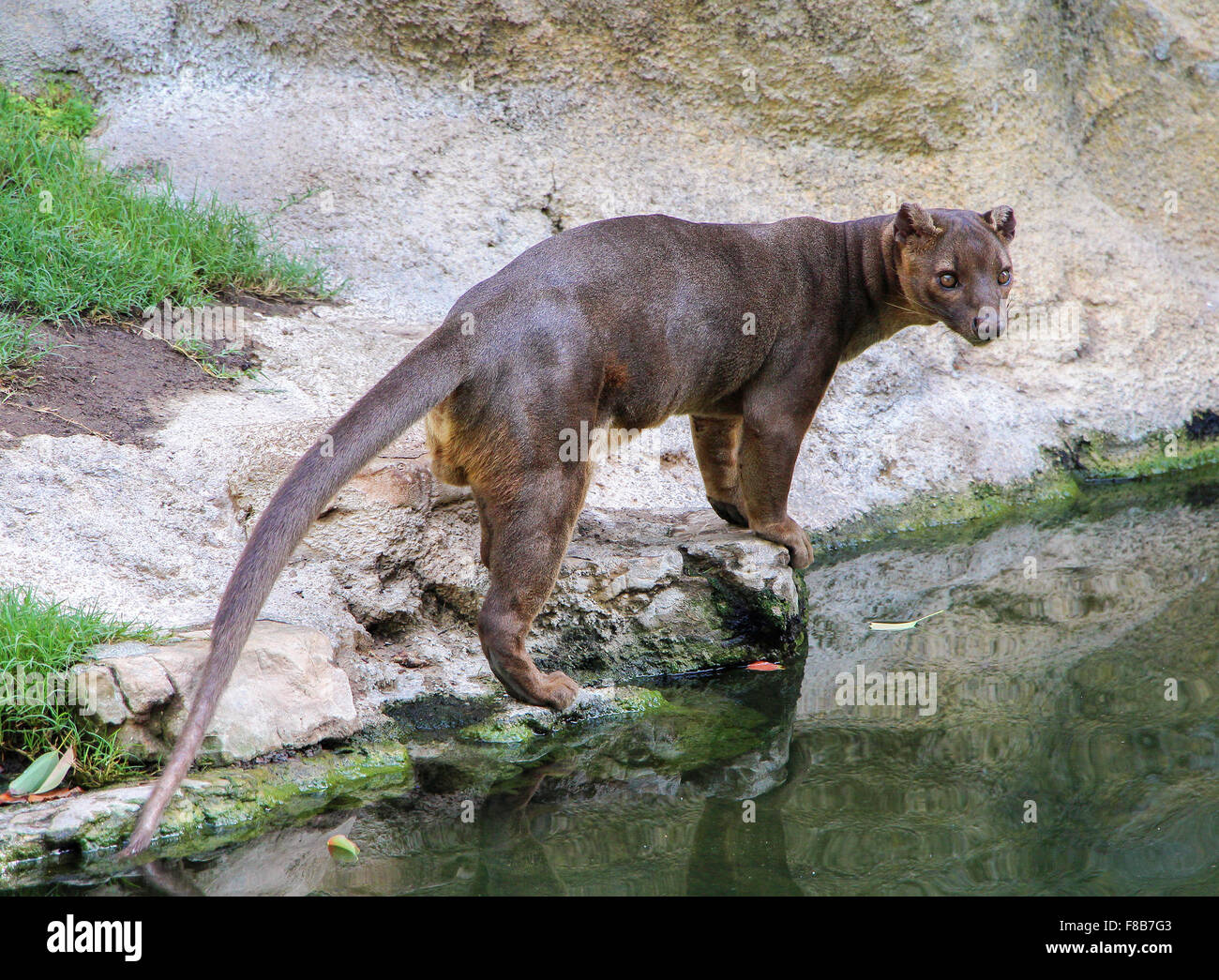 Fossa (Cryptoprocta Ferox) steht in der Nähe von Fluss Stockfoto