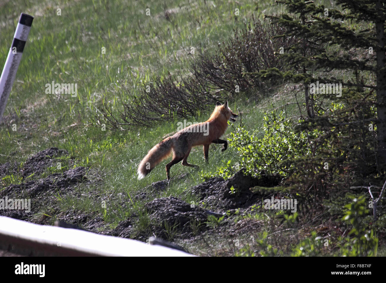 Rotfuchs im Trab über Strecke in Alberta, Kanada Stockfoto