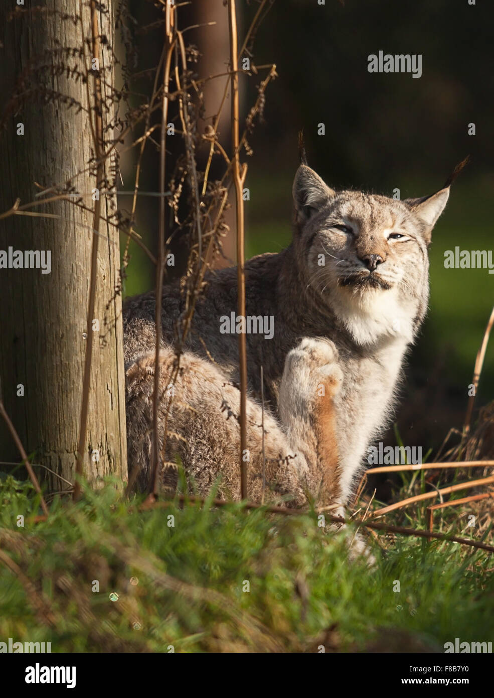 Foto von einem Luchs-Katze mit einem Juckreiz Stockfoto