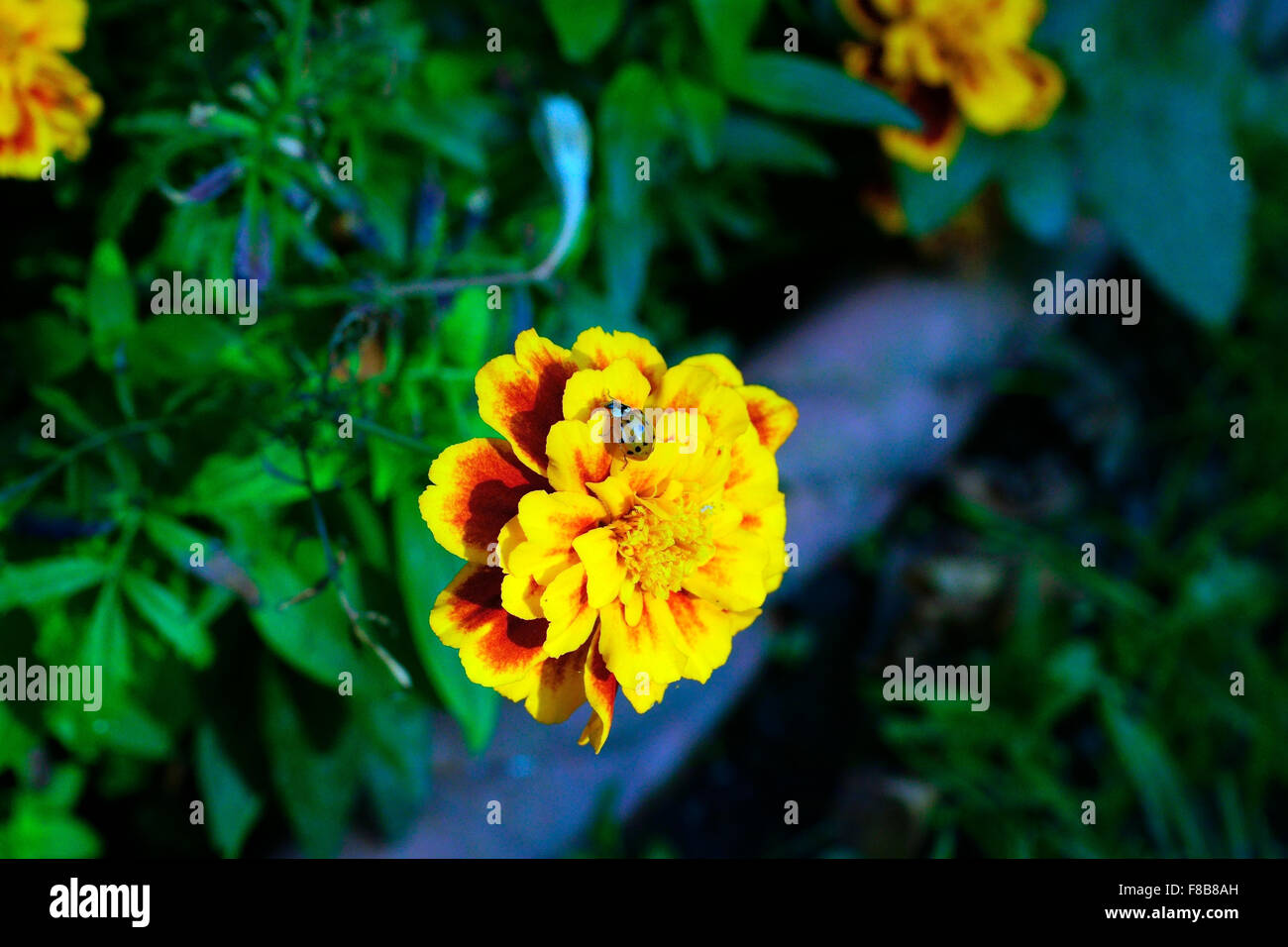 MARIENKÄFER AUF RINGELBLUME IN SONNE Stockfoto