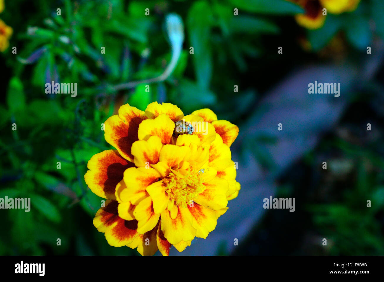 MARIENKÄFER ERKUNDEN RINGELBLUME Stockfoto