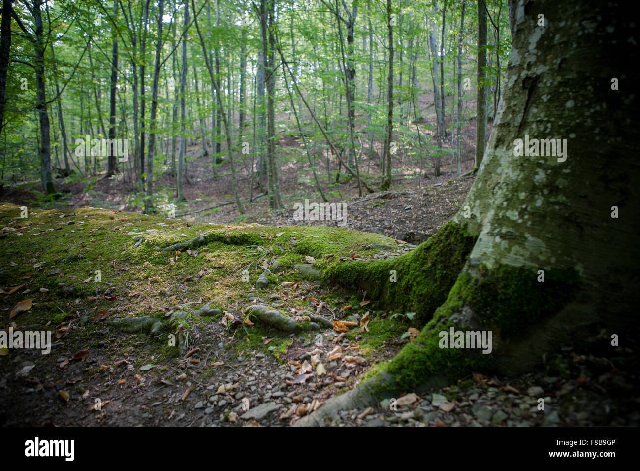 Südküste des Kaukasus Stockfoto