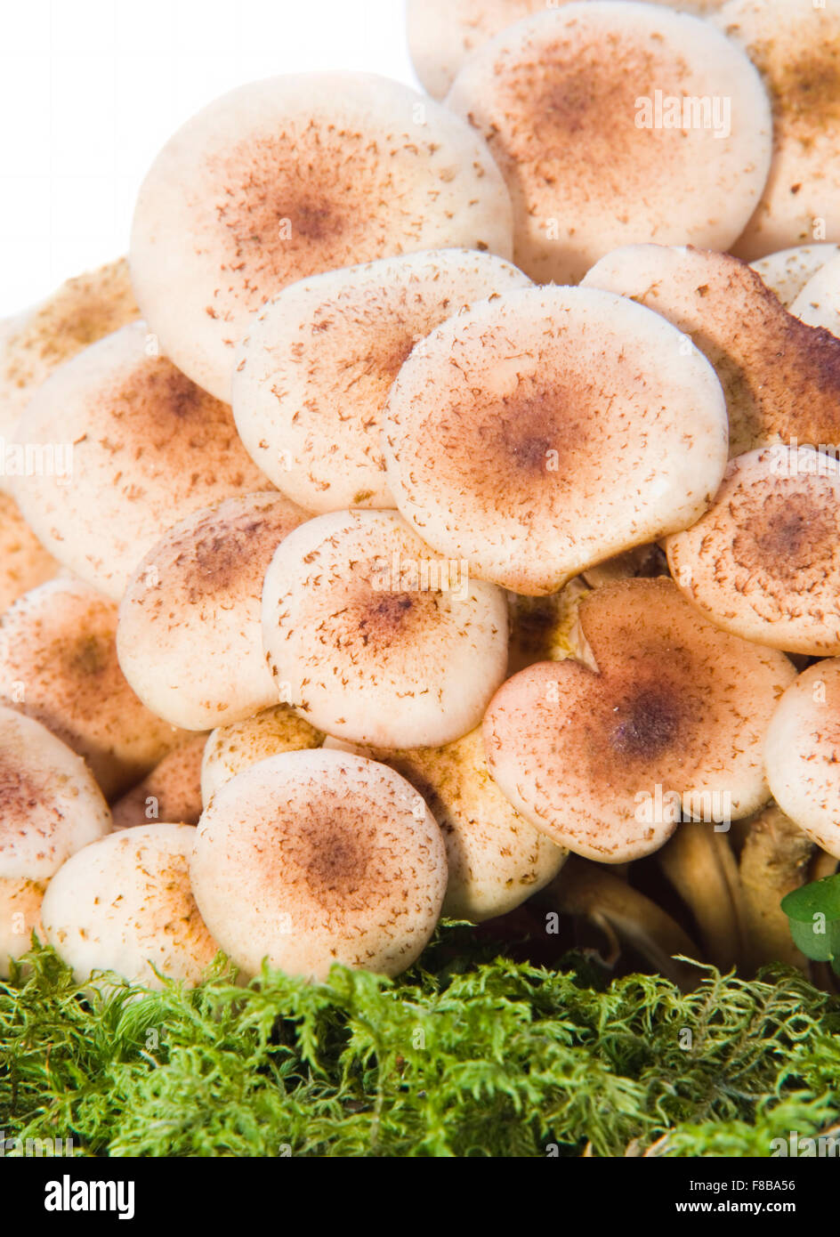 Nahaufnahme von Herbst Pilze isoliert auf weiss Stockfoto