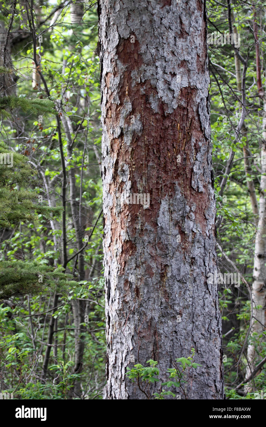 Grieben auf Tanne im Wald in Kanada zu tragen Stockfoto