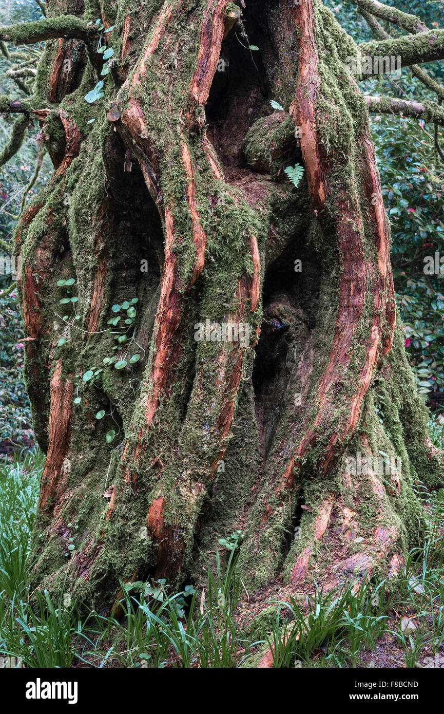 The „Living Fossil“ Metasequoia glyptostroboides (Dawn Redwood Tree), Trewidden Garden, Cornwall, Großbritannien. Eines der ersten Exemplare, die in das Vereinigte Königreich eingeführt wurden Stockfoto