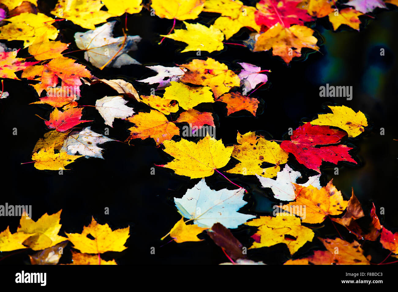Herbstliche Ahornblätter schwimmend in einem Teich von stillem Wasser. Stockfoto