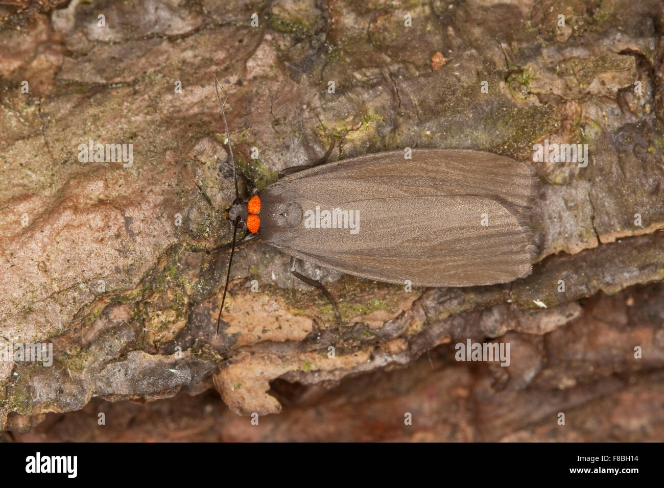 Red-necked Footman, Rotkragen-Flechtenbär, Flechtenbärchen, Flechtenbärchen, Atolmis Rubricollis Rubricollis Gnophria Stockfoto