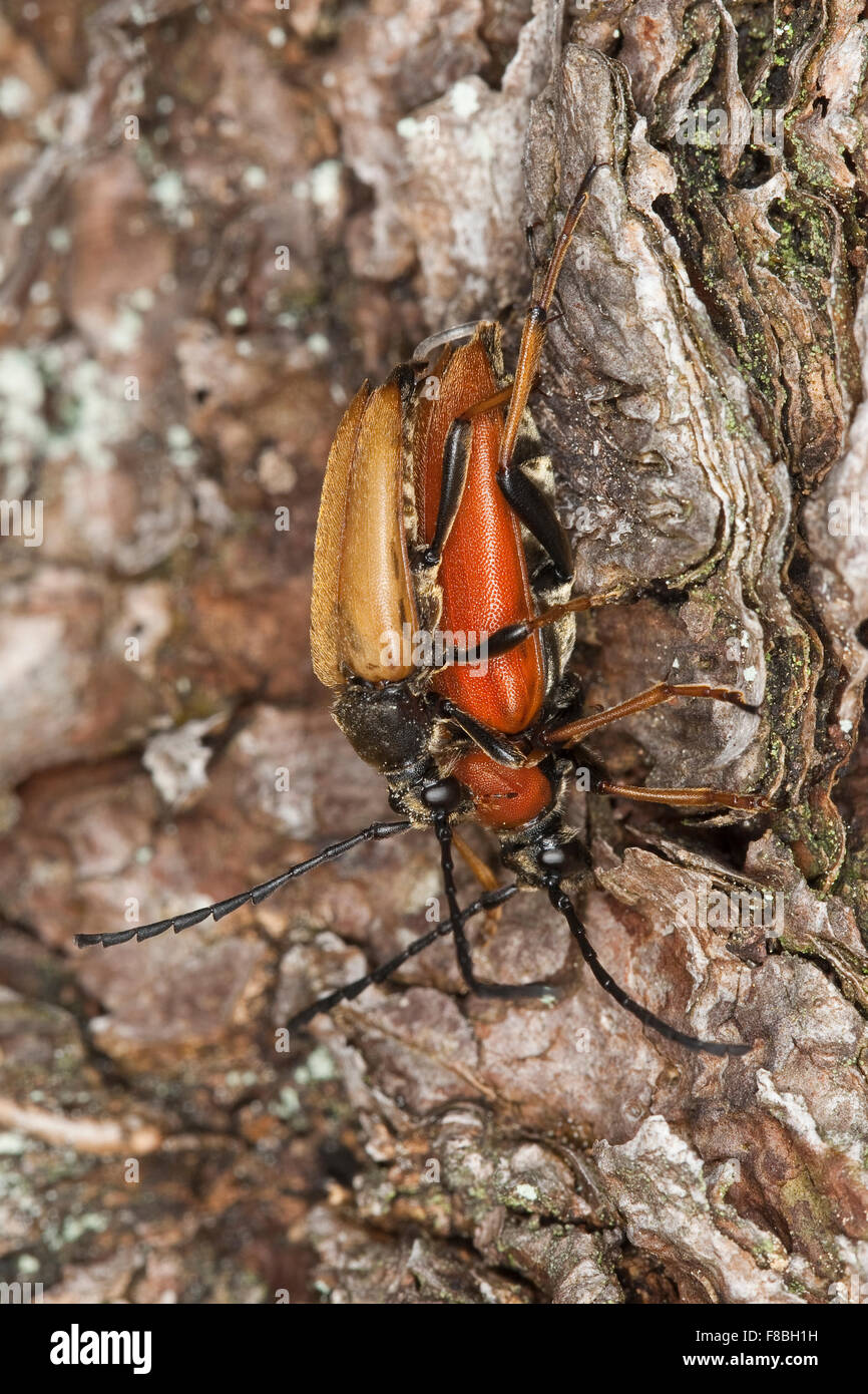 Rothalsbock, Rot-Halsbock, Roter Halsbock, rot Longhorn Beetle, Paarung, Corymbia Rubra, Stictoleptura Rubra, Leptura Rubra Stockfoto