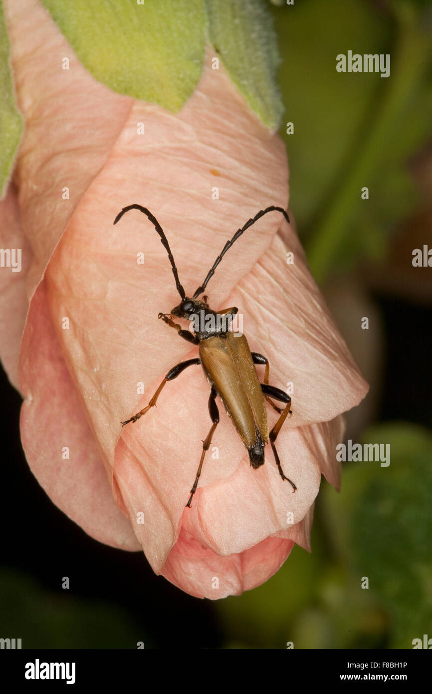 Rothalsbock, Rot-Halsbock, Roter Halsbock, rot Longhorn Beetle, Männchen, Corymbia Rubra, Stictoleptura Rubra, Leptura Rubra Stockfoto