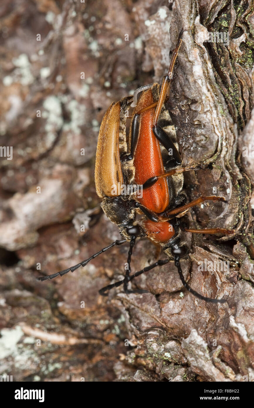 Rothalsbock, Rot-Halsbock, Roter Halsbock, rot Longhorn Beetle, Paarung, Corymbia Rubra, Stictoleptura Rubra, Leptura Rubra Stockfoto