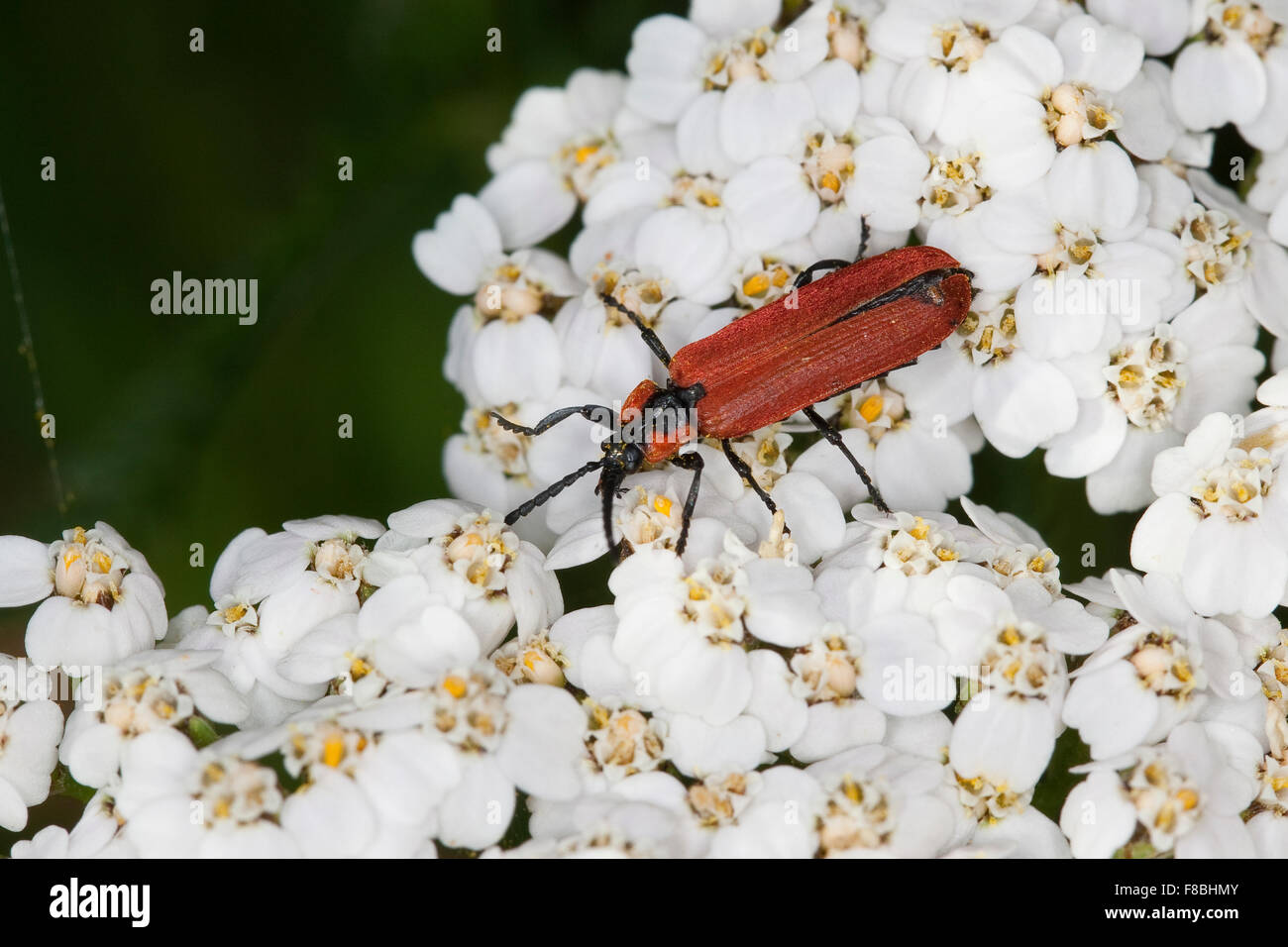 NET-winged Käfer, Rüssel-Rotdeckenkäfer, Rotdeckenkäfer, Rotdecken-Käfer, Lygistopterus Sanguineus, Lycidae Stockfoto
