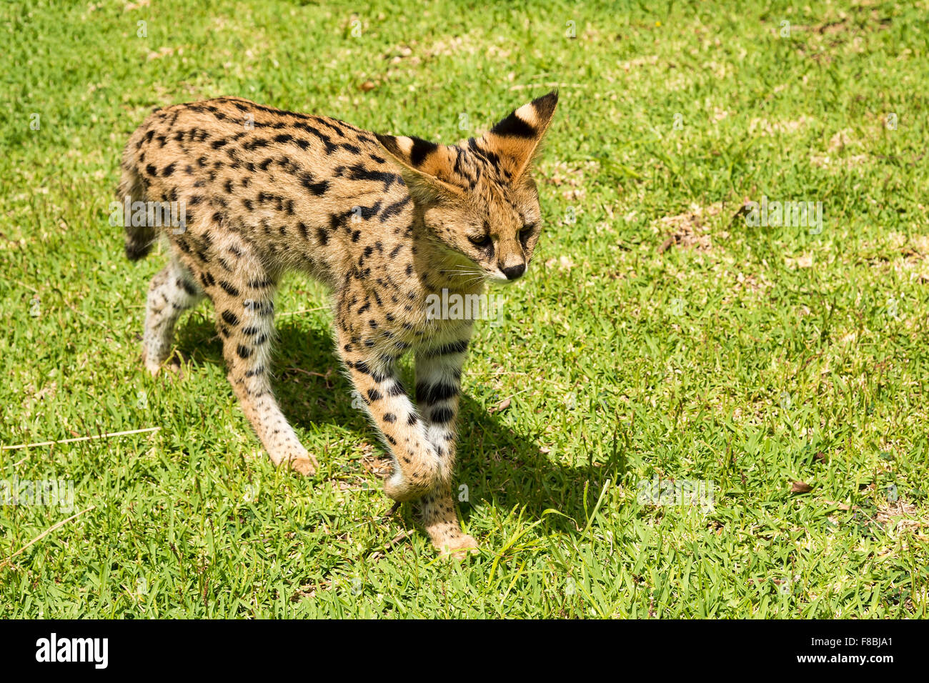 Junge Serval (Leptailurus Serval) zu Fuß auf dem Rasen, zwei Jahre alt, in Gefangenschaft Stockfoto