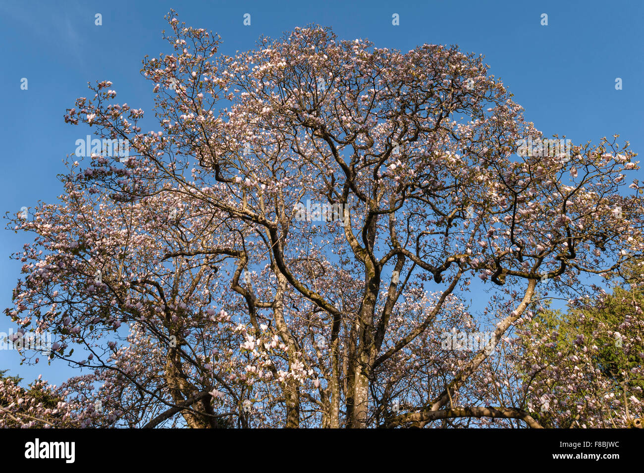 Trewidden Garten, Cornwall, UK. Die riesige Magnolie X veitchii "Peter Veitch" und Magnolia Sargentiana ist das größte in Großbritannien Stockfoto