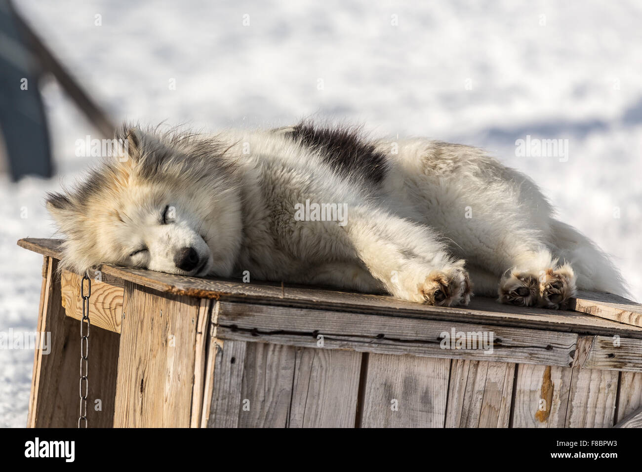 Schlittenfahren Hund, Ilulissat Grönland 2015 Stockfoto