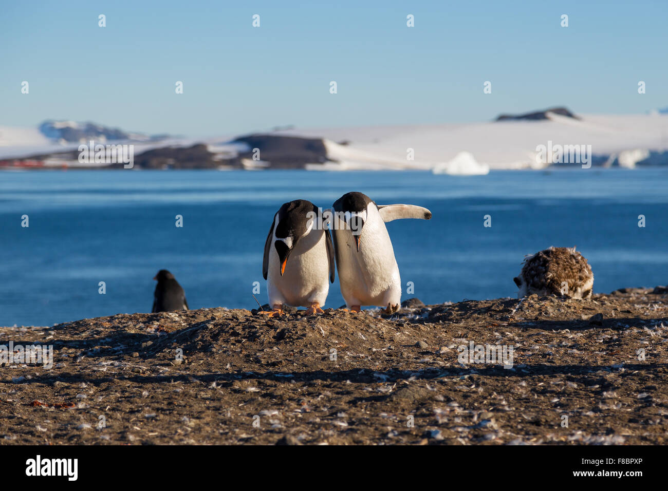 Gentoo Pinguine am Barrientos Island, Antarktis Stockfoto